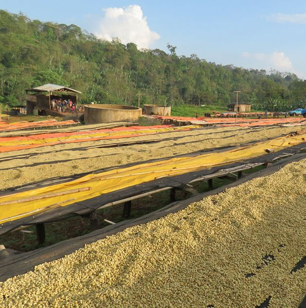 Organic Ethiopia Sidamo Guji