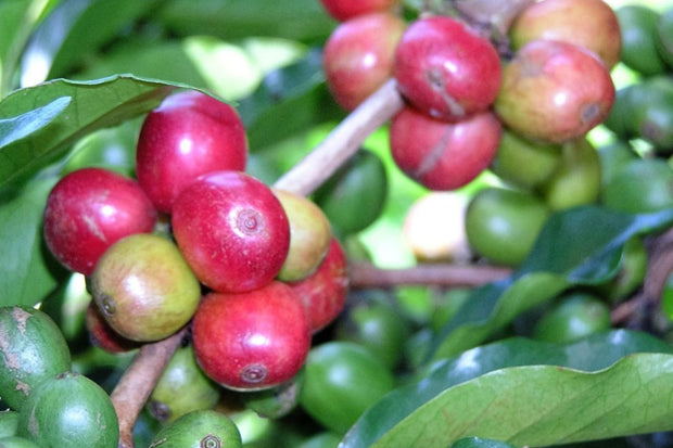 Organic Uganda Sipi Falls