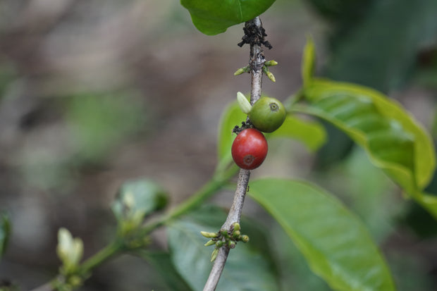 Bluegrass Blend