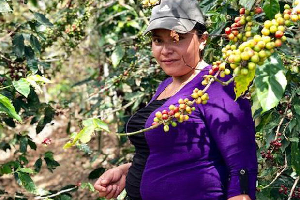 Honduras SOMSA "Manos De Mujer" - Organic