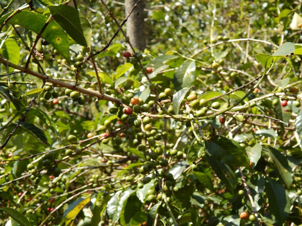 Organic Ethiopia East Harrar