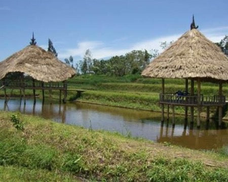 Organic Komodo Dragon